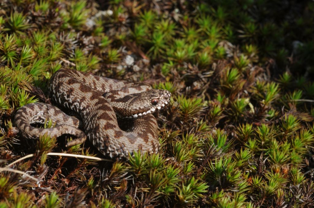 Vipera berus del Piemonte